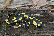 salamandra škvrnitá