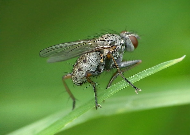 drobnička dravá  Coenosia tigrina (Fabricius, 1775)