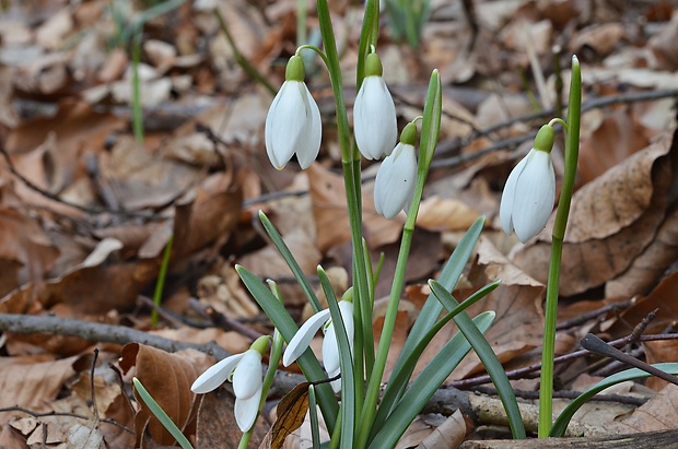 snežienka jarná Galanthus nivalis L.