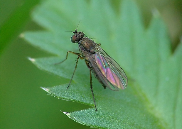 dlhonôžka ♀ Hercostomus chetifer (Walker, 1849)