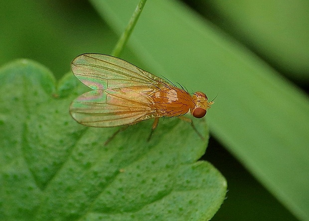 tieňovka ♀ Meiosimyza affinis (Zetterstedt, 1847)