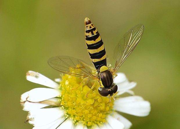 pestrica ♀ Sphaerophoria scripta (Linnaeus, 1758)