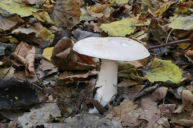 strmuľka inovaťová Clitocybe nebularis (Batsch) P. Kumm.