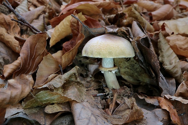 pavučinovec inovaťový Cortinarius caperatus (Pers.) Fr.