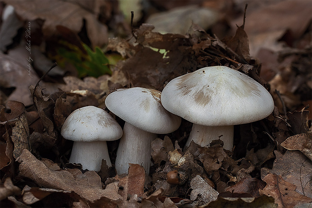 hodvábnica veľká Entoloma sinuatum (Bull.) P. Kumm.