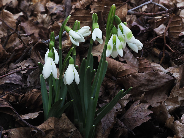 snežienka jarná Galanthus nivalis L.